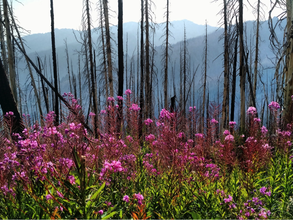 Higuera-fireweed.png