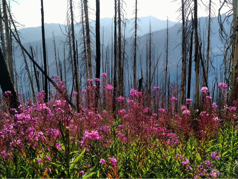 Ecologist Helps Redefine Our Perspective On Forest Fires ESAL