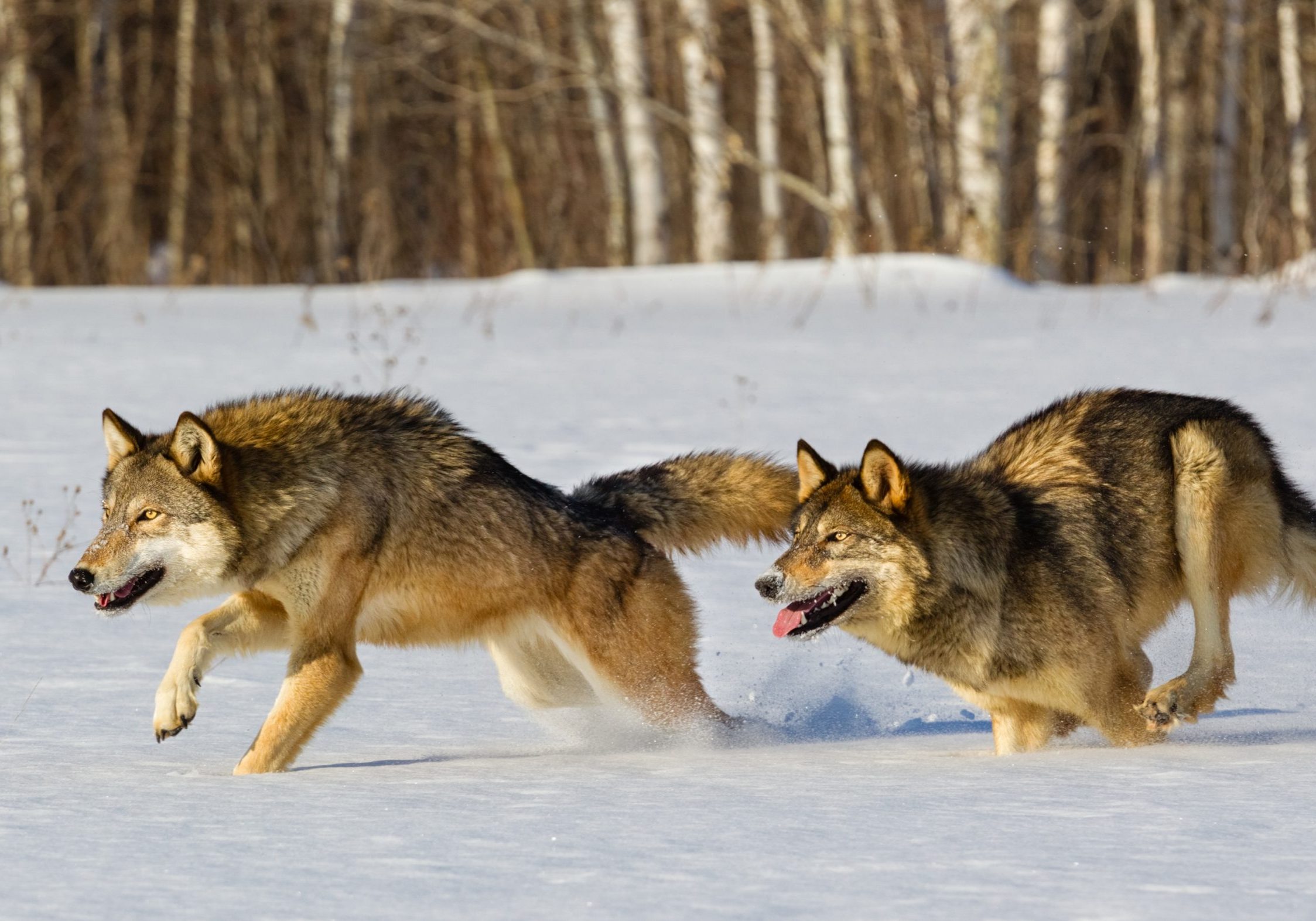 ESAL The Center For Human Carnivore Coexistence Minimizing Conflict 
